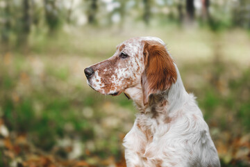 Profile Portrait Of Orange Belton English Setter Dog, 7 months old. Selective focus, copy space