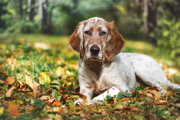 Orange Belton English Setter dog  lying down on dry fall leaves in park outdoor. Selective focus