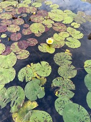 Lilie wodne na tafli jeziora
