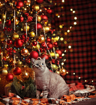 Low key picture of a tabby cat sitting next to the Christmas tree decorated with red and gold ornaments