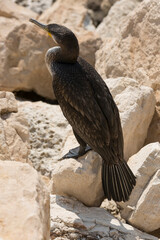 Great Cormorant (Phalacrocorax carbo). Black Sea fauna. Waterfowl close-up.
