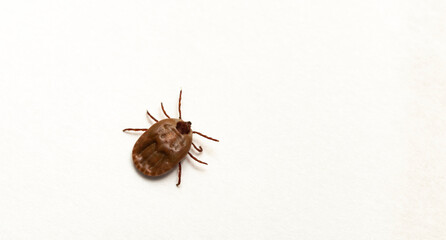 Ixodes ricinus, the castor bean tick, is a chiefly European species of hard-bodied tick. Female.