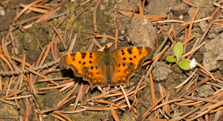 Polygonia c-album, the comma, is a food generalist (polyphagous) butterfly species belonging to the family Nymphalidae. Male - top view.