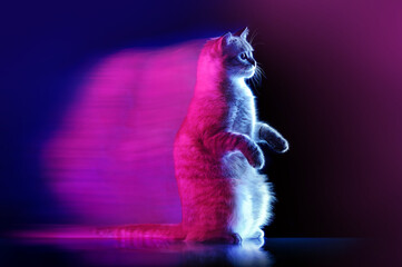 Begging sitting cat with neon blue and purple illumination