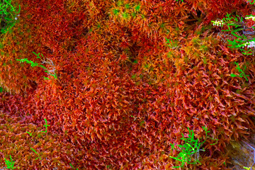 azores; sao miguel : red  moss