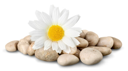 Fototapeta na wymiar Zen stones and flower on white background