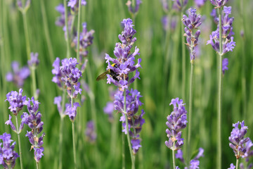Obraz premium Big insect pollinator Bumblebee sucking from fragrant lavender flowers
