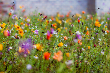 Wild flowers meadow field. Blur background. Shallow focus.