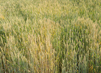 ears of organic wheat grown without the use of chemical pesticides almost ready for harvest