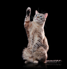 Ful llength picture of a begging cat sitting on hind legs