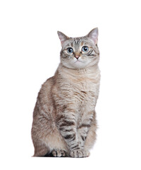 Grey tabby cat sitting against white background