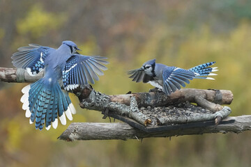 Two Blue Jays fighting over food, sunflower seeds