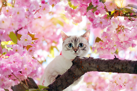 Close-up picture of a tabby kitten at the blooming cherry tree