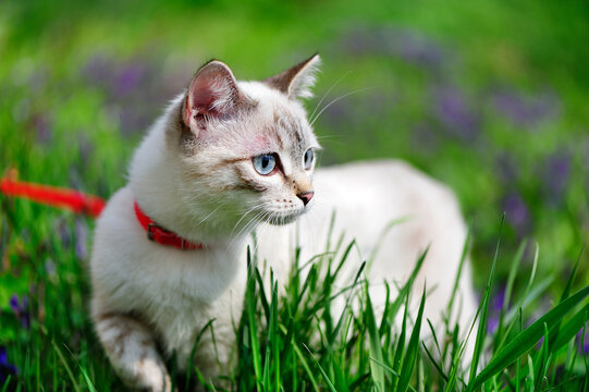 Closeup picture of the kitten on the leash walking at the meadow