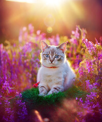 Little kitten having rest at pink flowers meadow ©  Tatyana Kalmatsuy