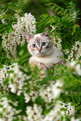 Little kitten sitting on the branch of blooming acacia tree