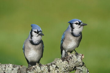 Two Blue Jays on branch, must be related