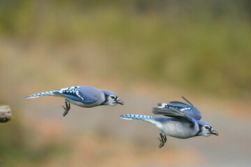 Two Blue Jays flying off feeder on crisp fall day