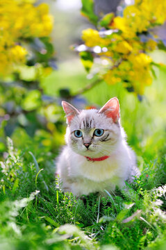 Little pretty cat with blue eyes sitting in the garden