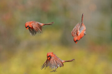 Three Northern Cardinal males fighting in midair over feeder