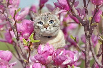 Tabby cat against pink magnolia flowers