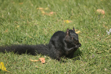 Eastern Grey Squirrel, black morph, eating birdfeeder scraps