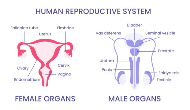 Anatomical illustration of the female and male reproductive system. Medical diagram with annotations. Front view.