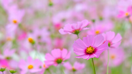 コスモスの花（Cosmos flower）