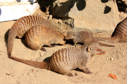 Banded Mongoose

