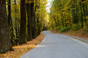 The landscape was shot in the warm autumn on a bright sunny day In the photo, a road running through a forest full of trees with yellow leaves.