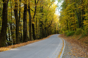 The landscape was shot in the warm autumn on a bright sunny day In the photo, a road running through a forest full of trees with yellow leaves.