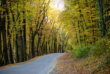 Fototapeta premium The landscape was shot in the warm autumn on a bright sunny day In the photo, a road running through a forest full of trees with yellow leaves.