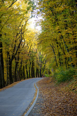 The landscape was shot in the warm autumn on a bright sunny day In the photo, a road running through a forest full of trees with yellow leaves.
