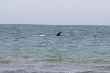 Fototapeta premium Ballena Franca austral jugando cerca de la costa