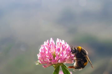 European Hornet wasp up close sitting on pink flower.