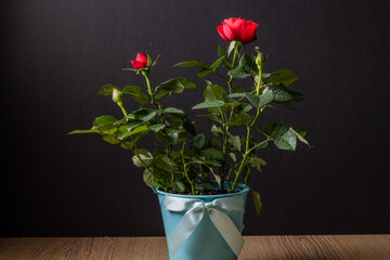 Planting the rose