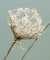 Queen Anne's Lace in Dew