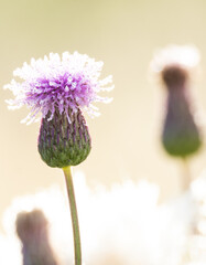 flowers of a thistle