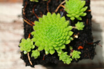 Rojnik orzęsiony octopodes Sempervivum ciliosum