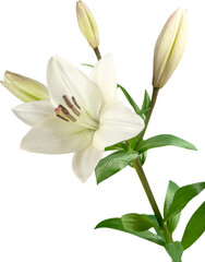 Beautiful white lily flower isolated on white background