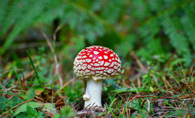 Red Mushroom
