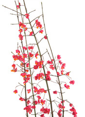 Branches of European spindle tree isolated on white background. Euonymus europaeus with flowers fruits in autumn.