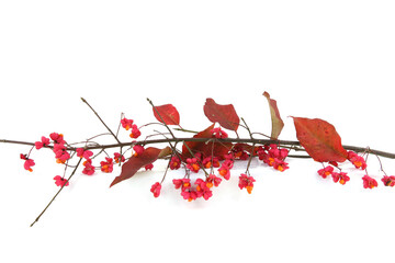 Branch of European spindle tree isolated on white background. Euonymus europaeus with flowers...