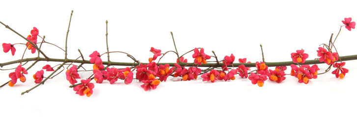 Branch of European spindle tree isolated on white background. Euonymus europaeus with flowers fruits in autumn.