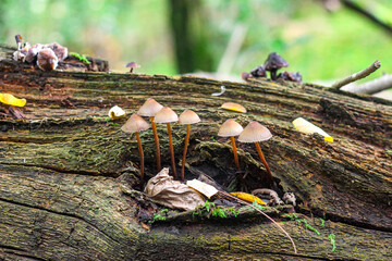 mushrooms on the tree