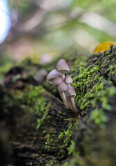 champignon sur souche / Mushroom on Stump