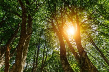Beautiful sunset in green nature in summer forest