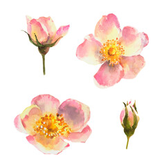 Watercolor set of elements, roses hip ,dogrose, botanical illustration.