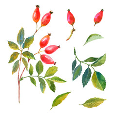 Watercolor set of Dog rose, Briar with red berries and green leaves.