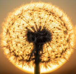 dandelion against the setting sun